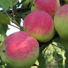 Яблоня Мантет