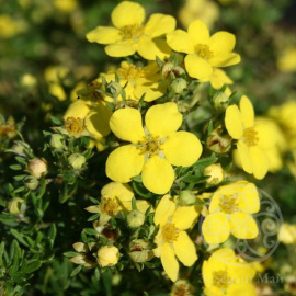 Лапчатка Голд Теппич кустарниковая