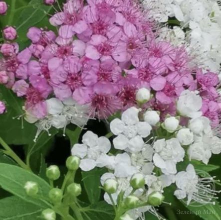 Спирея Генпей японская 