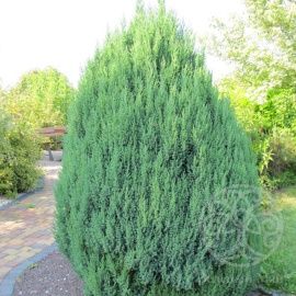 Можжевельник Стрикта китайский 