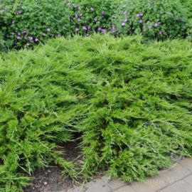 Можжевельник Рокери Джем казацкий 