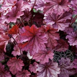 Гейхера Берри Смузи