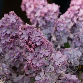 Сирень Вечерняя Москва