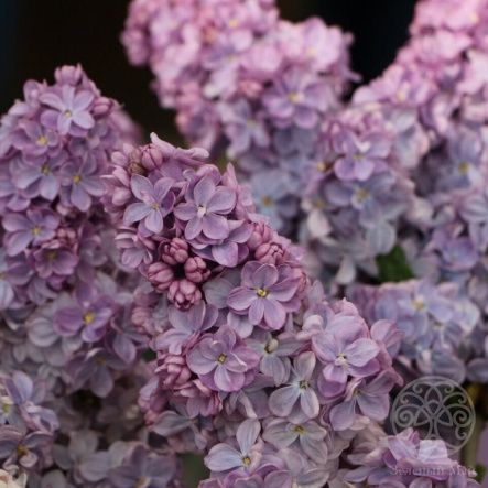 Сирень Вечерняя Москва