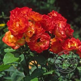 Роза Пигаль 85 флорибунда