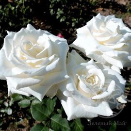 Роза Ивнинг Стар чайно-гибридная