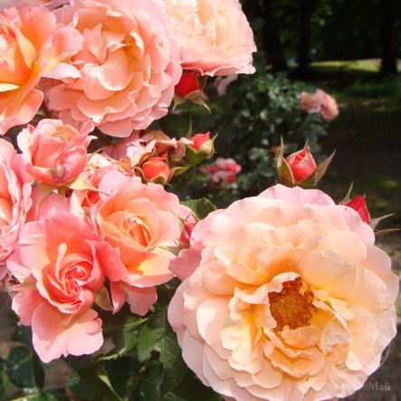 Роза Мари Кюри шраб