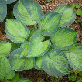 Хоста Токудама Флавоцирциналис (M)