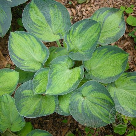 Хоста Токудама Флавоцирциналис (M)