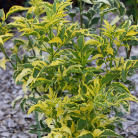 Бузина черная Madonna