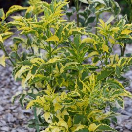 Бузина черная Madonna