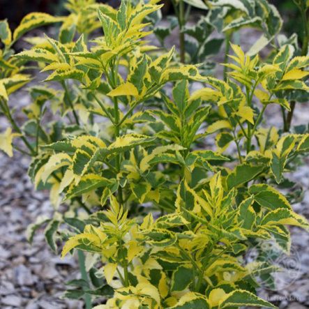 Бузина черная Madonna