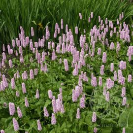 Горец Суперба змеиный