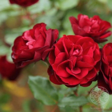 Роза Лаваглут Штамб