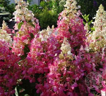 Гортензия Кэндллайт метельчатая