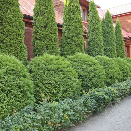 Туя Глобоза западная