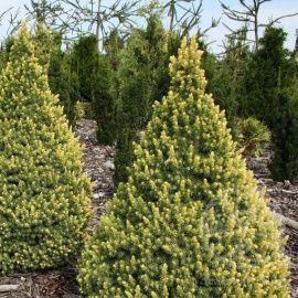 Ель Рэйнбоуз Энд канадская 