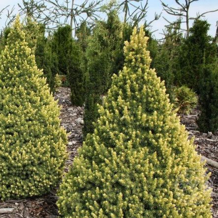 Ель Рэйнбоуз Энд канадская 