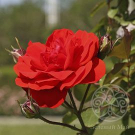 Роза Трампетер флорибунда