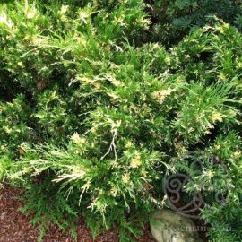 Можжевельник Вариегата казацкий