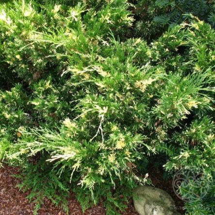 Можжевельник Вариегата казацкий