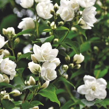 Чубушник Юннат 