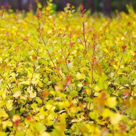 Береза Голден Трэже карликовая