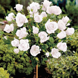 Роза Акито Штамб