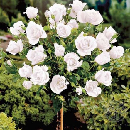 Роза Акито Штамб