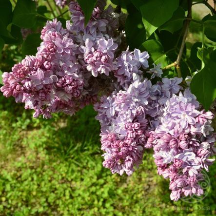 Сирень П.П. Кончаловский 