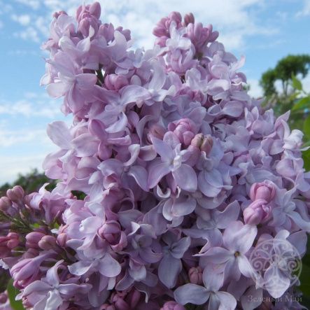 Сирень П.П. Кончаловский 