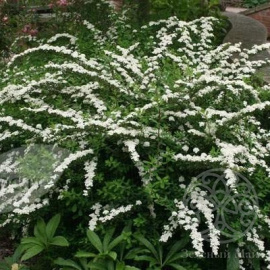 Спирея Сноумаунд ниппонская