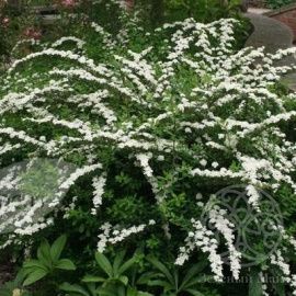 Спирея Сноумаунд ниппонская