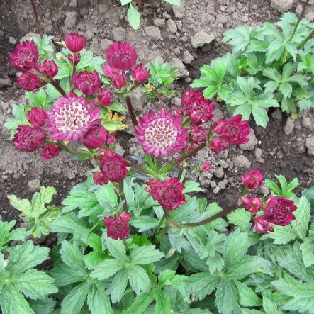 Астранция Стар оф Файр крупная