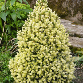 Ель Дейзи Вайт канадская