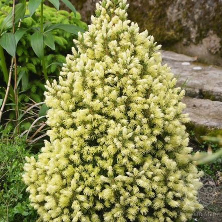 Ель Дейзи Вайт канадская