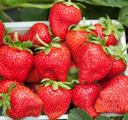 Земляника Лакомка