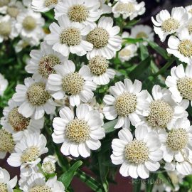 Тысячелистник Нана Компакта птармика