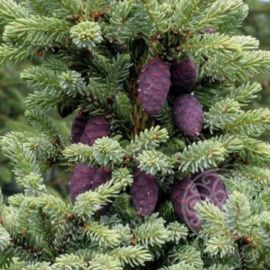 Ель Байснери черная