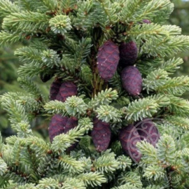 Ель Байснери черная 