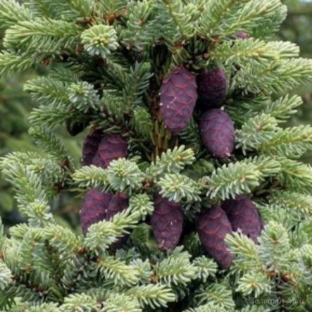 Ель Байснери черная 