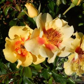 Роза  Ай оф зе Тайге Штамб