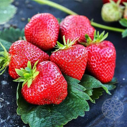 Клубника Априка