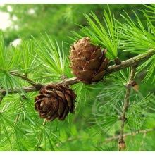 Лиственница европейская