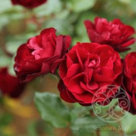 Роза Лаваглут флорибунда 