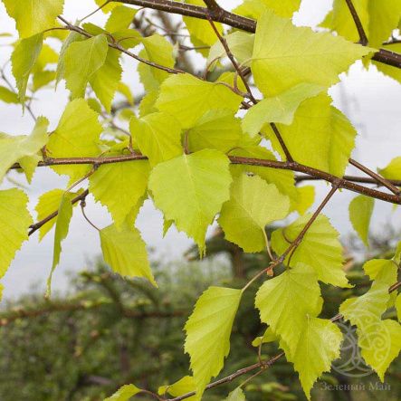 Береза Повислая Шневердингер Голдбирке
