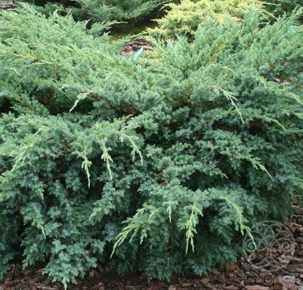 Можжевельник Блю Свид чешуйчатый