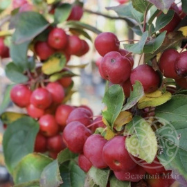 Яблоня Ред Сентинел