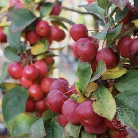 Яблоня Ред Сентинел