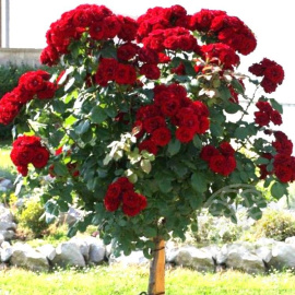 Роза Лаваглут Штамб